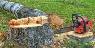 Best Firewood Processing and Delivery  in San Carlos, AZ