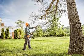 Best Storm Damage Tree Cleanup  in San Carlos, AZ