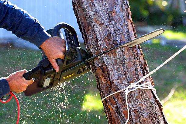 Best Stump Grinding and Removal  in San Carlos, AZ