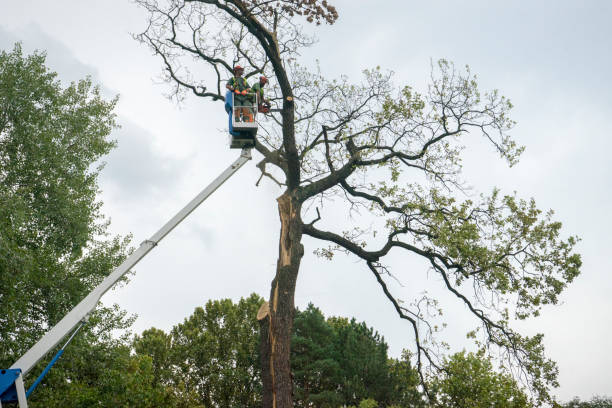 Best Tree Mulching  in San Carlos, AZ